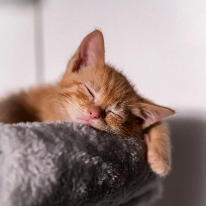 Purrfect Moments