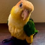 Oli