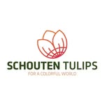 Schouten Tulips