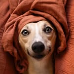 A bunch of dogs trying to make you smile
