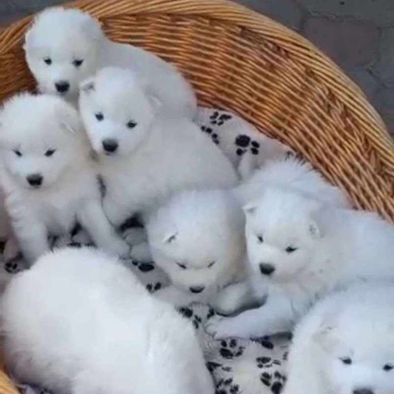 Platinum Puppies