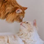 Henry & Raymond