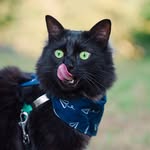 Aku | Adventure cat 🐾