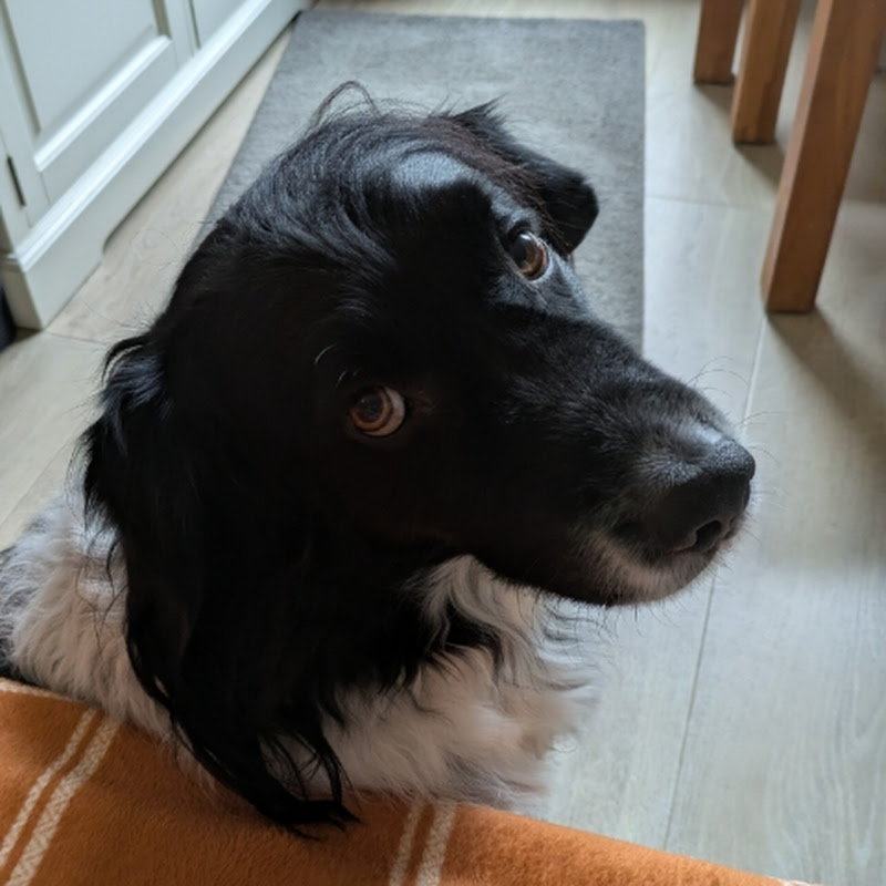 Sniep