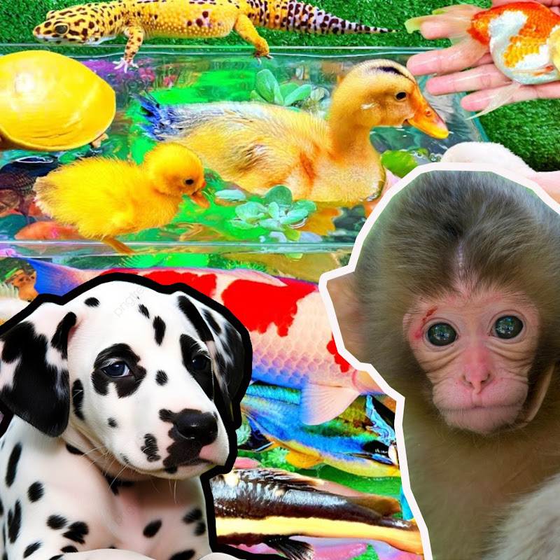 Cute Animals