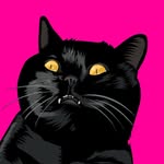Purrcival | black cat | London, UK 🇬🇧