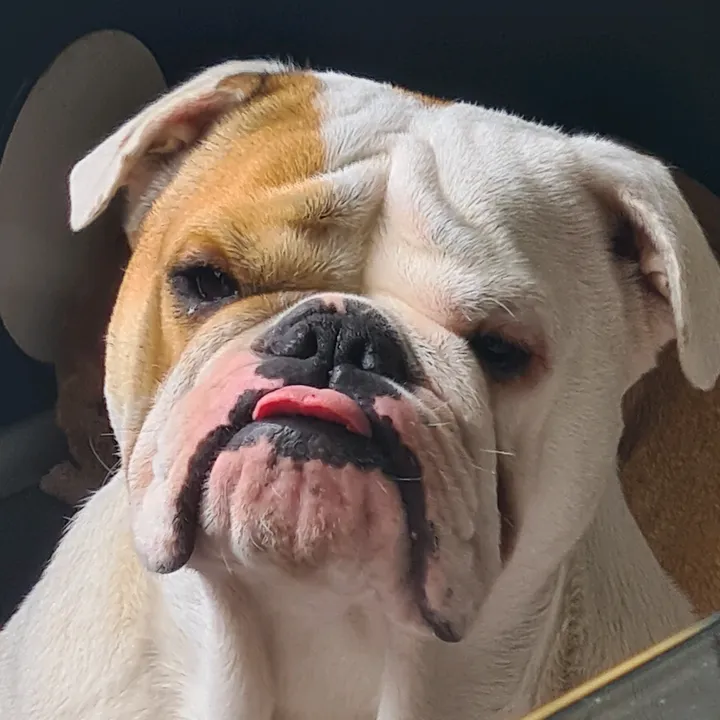 Black draco's maine coon