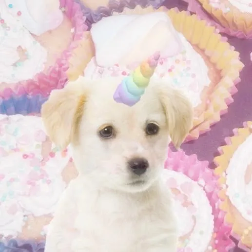 pup