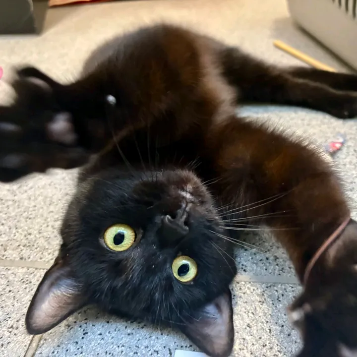 RSPCA Sheffield