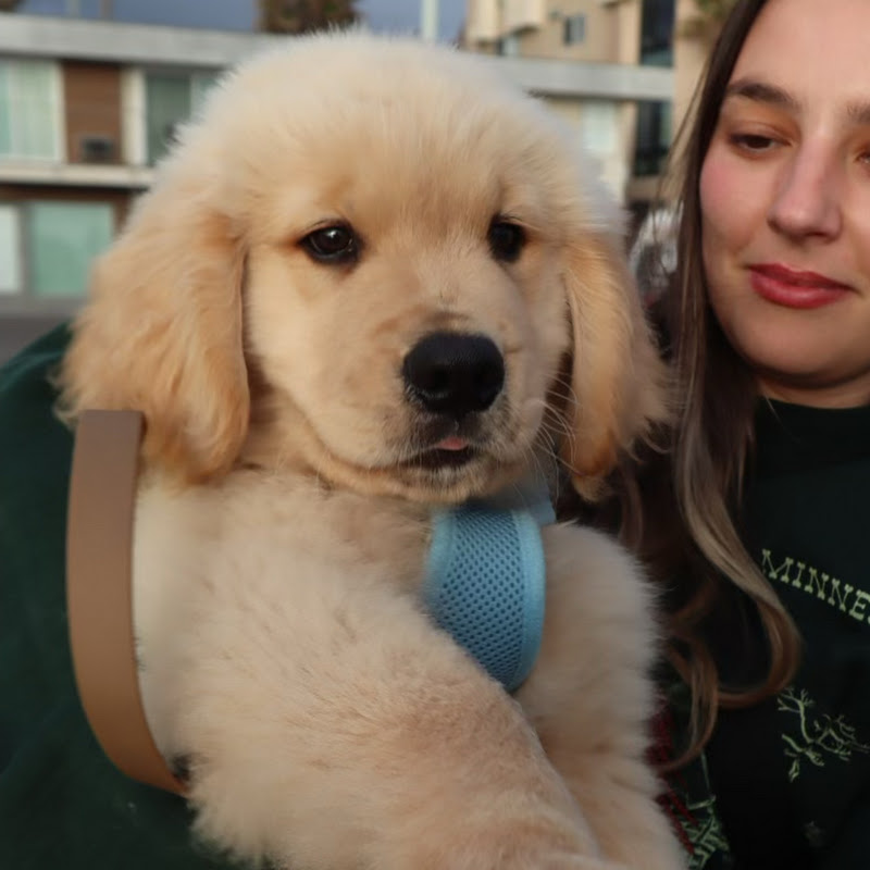 Zebby The Golden Retriever