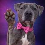 The Broome County Humane Society 🐶🐈