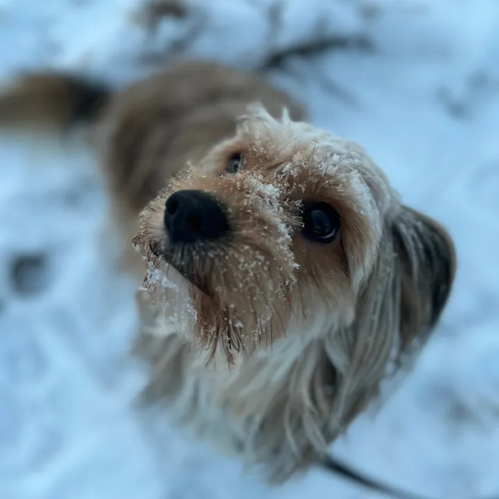 𝐇𝐮𝐠𝐨🐾☃️🩶