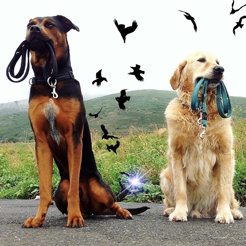 Fashionist Dog Whisperer