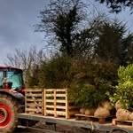 Caragh Nurseries Ireland