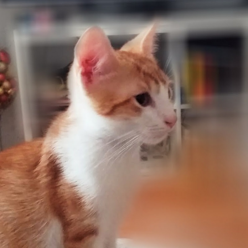 Tom and Francois, the playfull cats