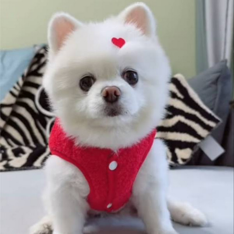 My Cute Pomeranian
