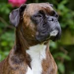 Boxer Dogs Lover USA