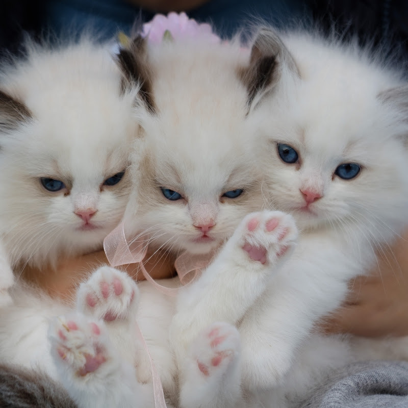 Cute Animals