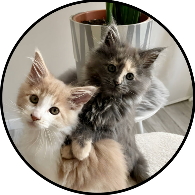 Mike e Mendy Maine Coon