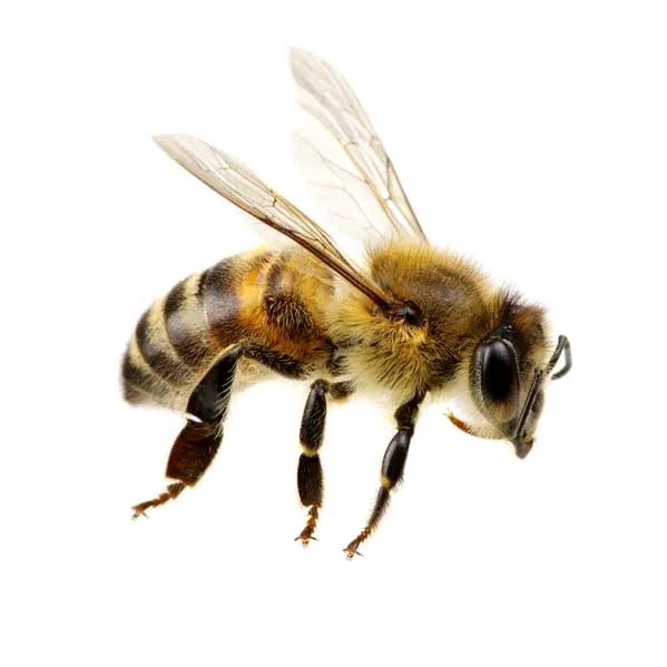 ᴮᴱᴱᵂᴼᴼᴾ 🐝