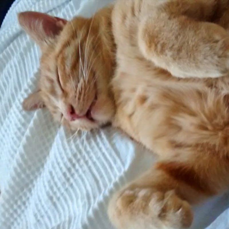 Orange Cat Productions