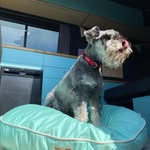 Vw Camper loving Rocket 🚀 Mini Schnauzer