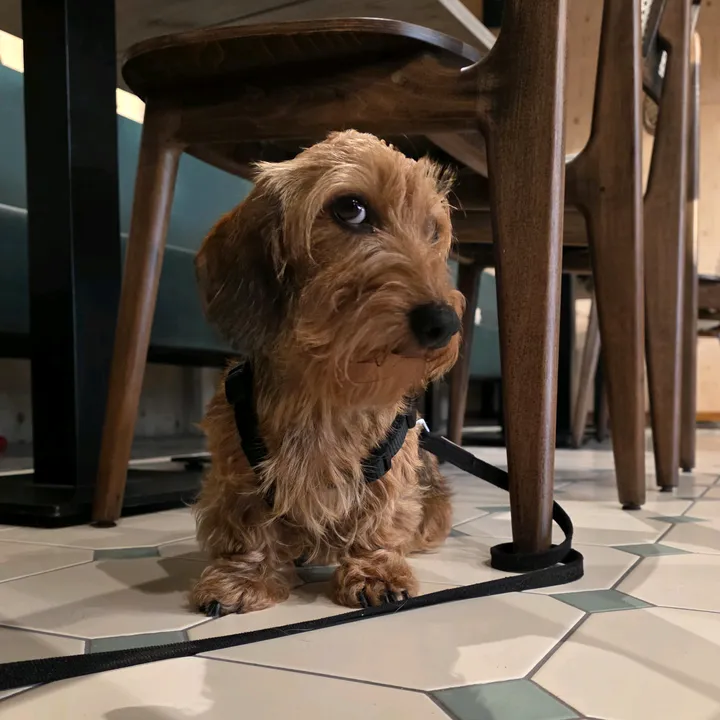 Happylittlelegs