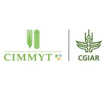 CIMMYT