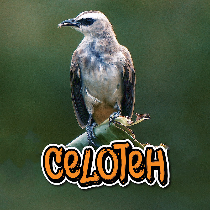 Celoteh Wildlife