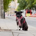 Peggy ~ Pet Influencer & UGC Creator