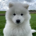 Bronco The Samoyed 🐻‍❄️