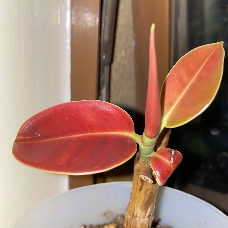 Plantito Benj
