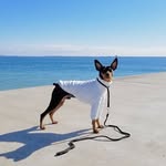 Miniature Pinscher Max 🐕