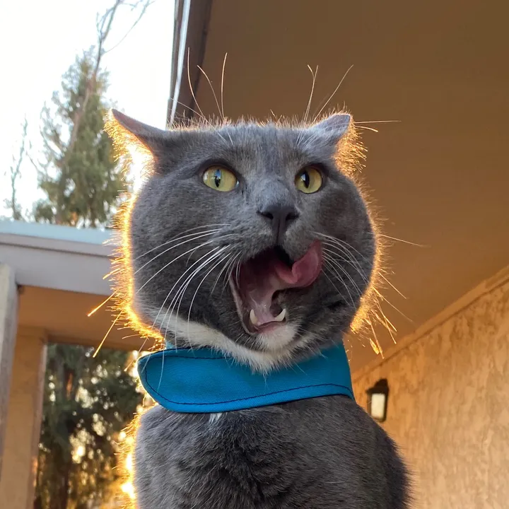 Therapy Cat Roger & Family