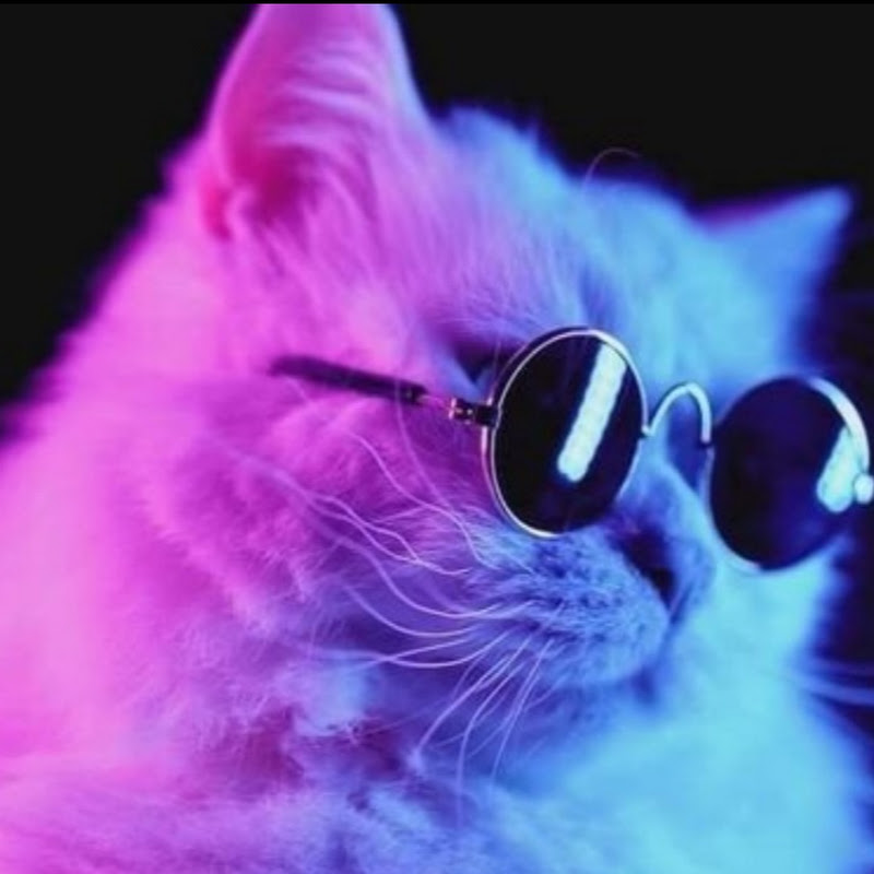 Miau Miau IA