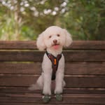 Millo ʕ՞•ᴥ•՞ʔ