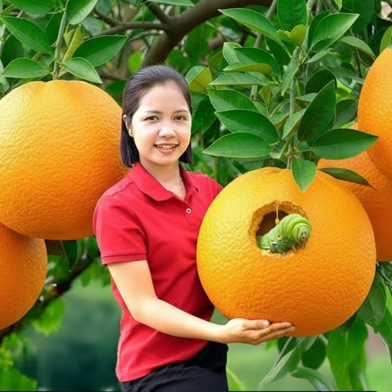 Phương Havest