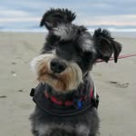 Herbie the miniature schnauzer