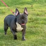 Denver_Bleu