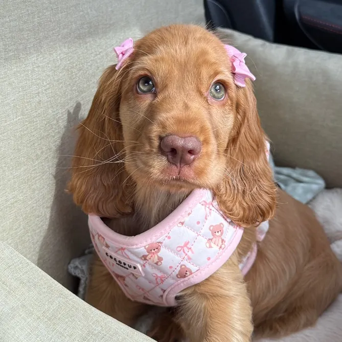 Princess Penny 👑