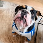 Norman the Bulldog