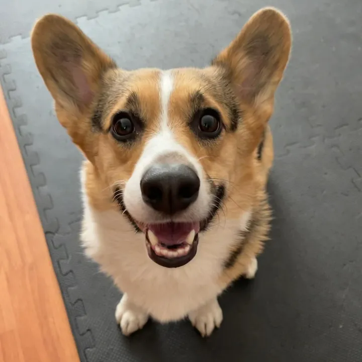 Snoopythecorgi