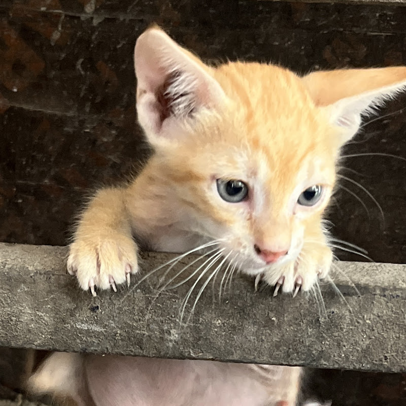 Mobilewala Vloger official 