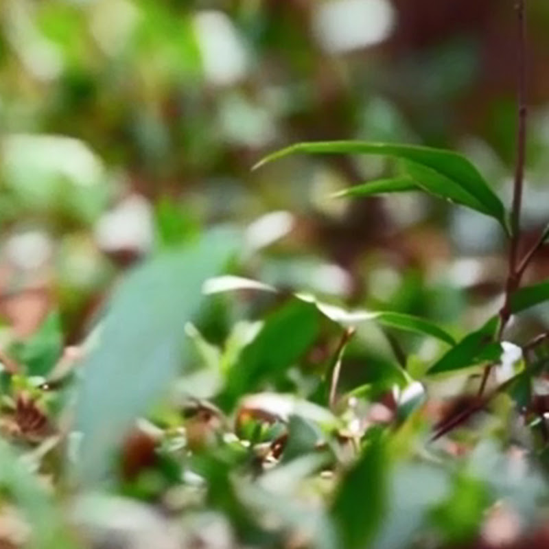 9isass Halima قصص حليمة