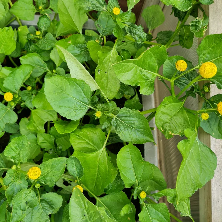 MyCooking&Gardening