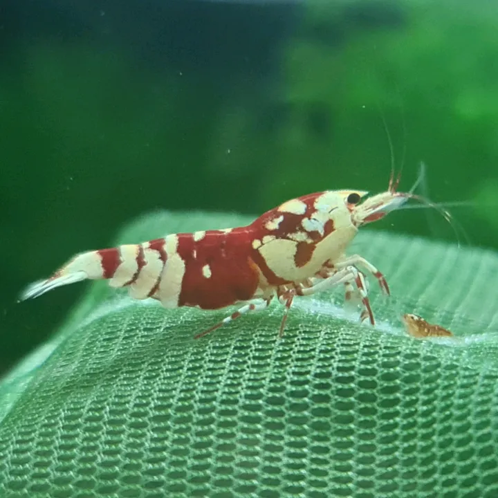 Covyshrimp