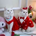 Snowyy❄️muffin ☺️| Catfluencer