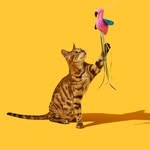 | Bengal Breeder London