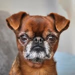 Phélan the Petit Brabançon