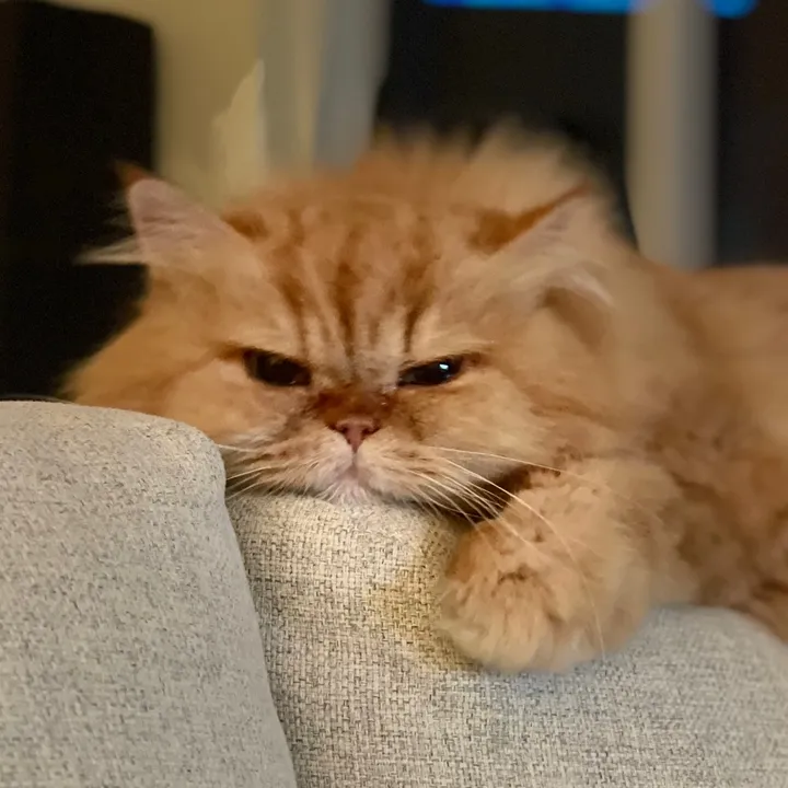 Caramel 🐱🐾